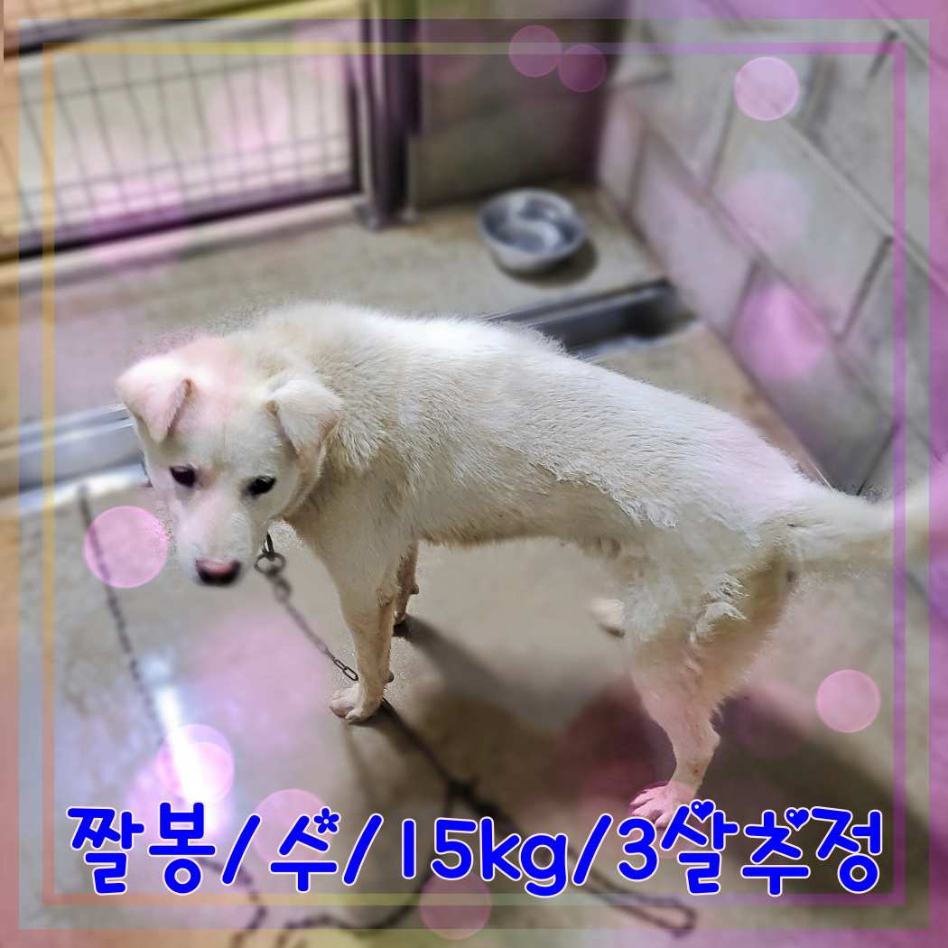 군산유기동물보호센터_445467202301319